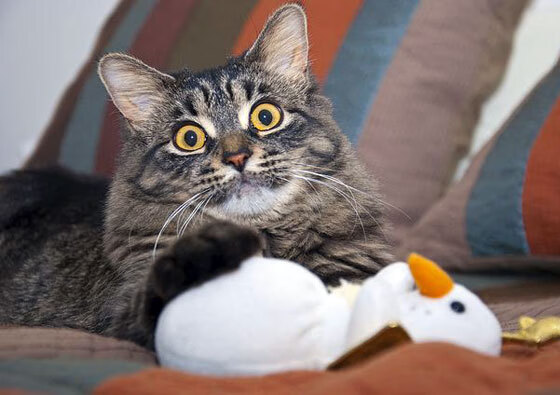 开云 官网 入口-罗马诺：新月已向努涅斯展示计划，新月罗马音